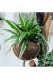 Kokodama plant in kokosnoot