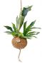 Kokodama platycerium hertshoorn