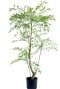 Kunst ruscus 120 sfeer