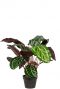 Kunstplant-calathea-roseopicta