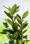 Laurus nobilis tuinplant 27