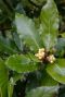 Laurus nobilis tuinplant p15 plant