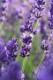 Lavande angustifolia felice tuinplant 2