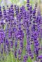 Lavandula angustifolia dwarf blue tuinplant