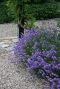 Lavandula angustifolia hidcote tuinplant