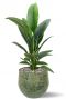 Lepelplant in pot 2