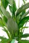 Grote groene bladeren van de lepelplant