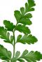 Leuk klein groen kamerplantje varen 2