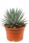 Leuke agave macroacantha in huis