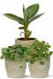 Leuke plantjes in pot