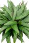 Calathea Wavestar