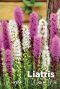 Liatris purple white mix bloembollen