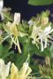 Lonicera belgica select tuinplant