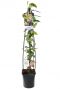 Lonicera copper beauty plant