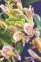 Lonicera copper beauty tuinplant