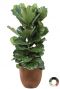 Lyrata in bruine pot 1