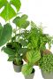 Makkelijke planten set
