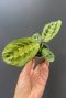 Maranta leuconeura red stripe