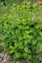 Melissa officinalis tuinplant