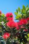 Metrosideros excelsa tuinplant p19