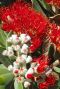 Metrosideros thomasii tuinplant p19