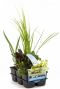 Mix zuiverende vijverplanten waterplant