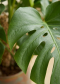 Monstera closeup