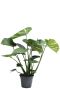 Monstera deliciosa p17 h60
