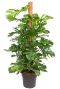 Monstera deliciosa philodendron