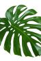 Monstera gatenplant blad 1