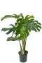 Monstera gatenplant deliciosa