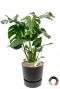 Monstera gatenplant zwarte pot 1