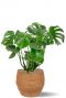 Monstera in mand 1 3