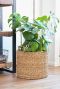 Monstera in mand 1 8