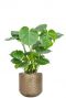 Monstera in metalen pot
