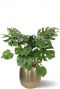 Monstera in rowen bloempot