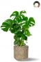 Monstera in taupe pot