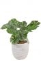 Monstera kunstplant in witte pot 1