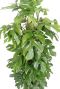 Monstera minima blad