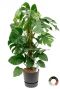 Monstera mosstok zwarte pot 