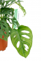 gatenplant hangplant