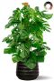 Monstera plant in zwarte pot