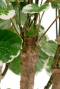 Mooi groen blad 14 cm 