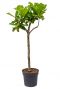 Mooie ficus lyrata tabaksplant