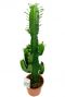 Mooie groene cowboy cactus