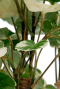 Leuke kamerplant wit groen blad 14cm