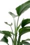 Mooie strelitzia leuke kamerplanten 1