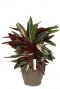 Calathea Triostar