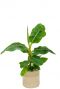 Musa bananenplant in mand