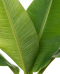 Musa basjoo p30 - 02 1 1